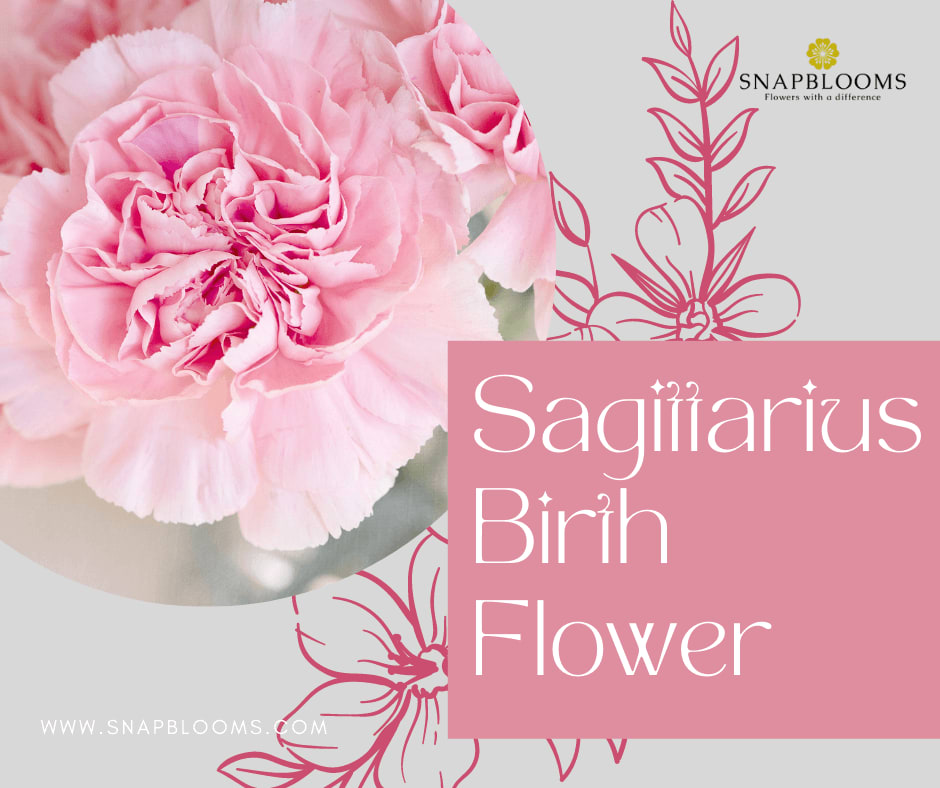 Sagittarius Flower Meaning: 5 Fun Facts About This Zodiac Bloom