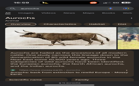 Living with Ox or Taurus daily life characteristics you should know