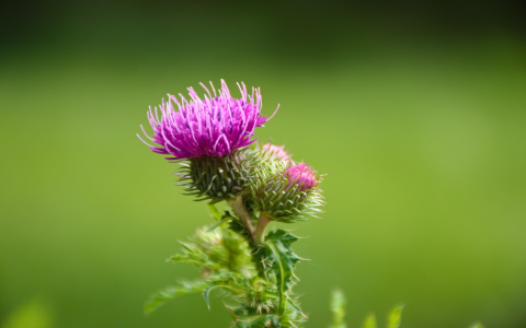 Sagittarius Flower Meaning: 5 Fun Facts About This Zodiac Bloom