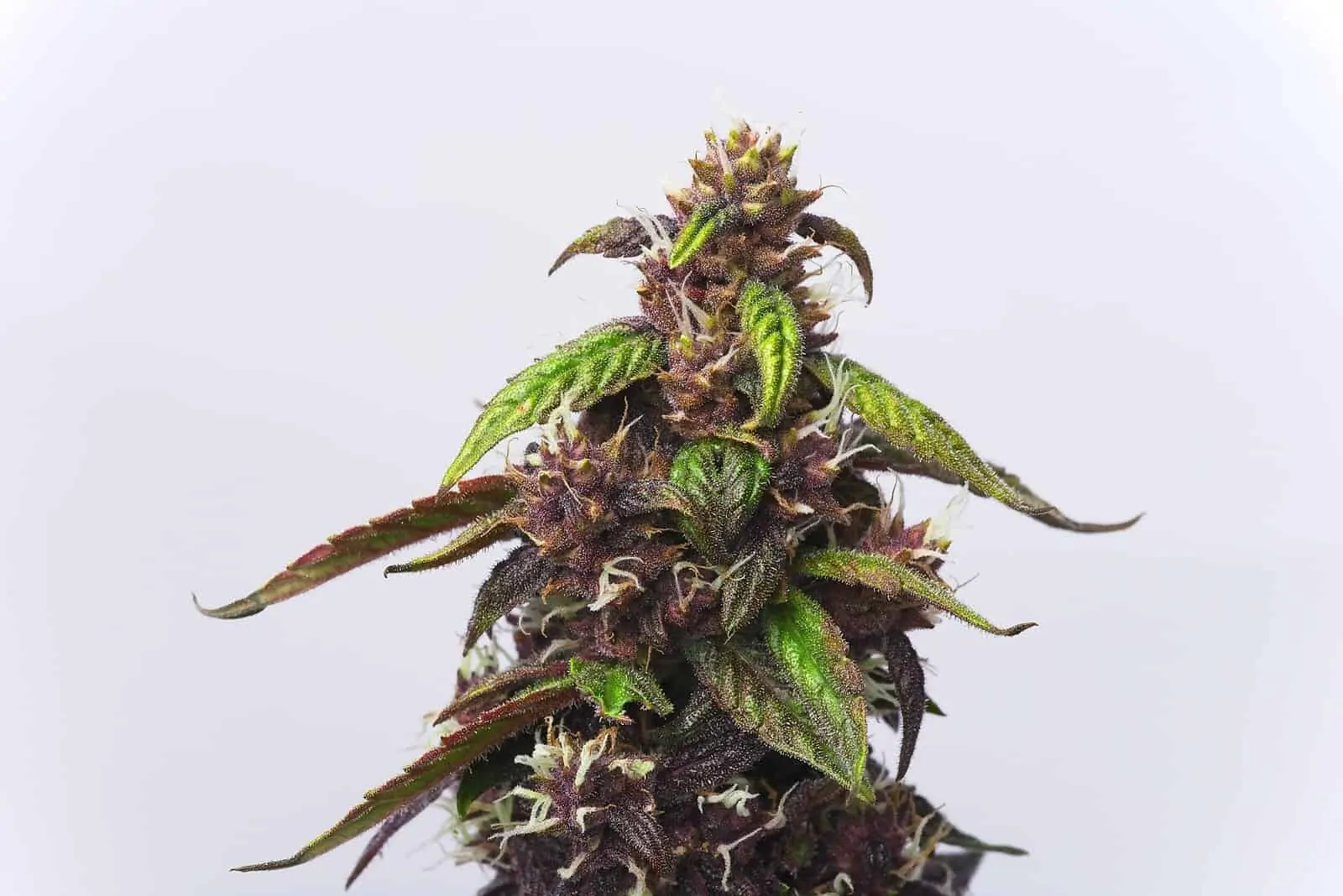 How to do 1014 light cycle flowering? Here are 5 key steps!