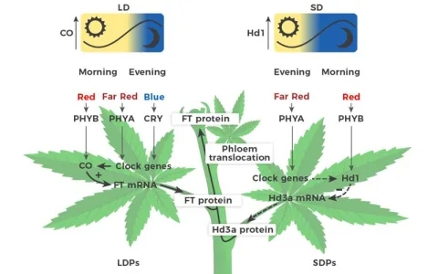 How to do 1014 light cycle flowering？ Here are 5 key steps!